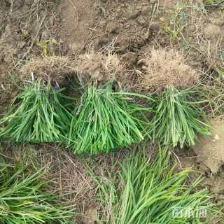 高度20厘米阔叶麦冬