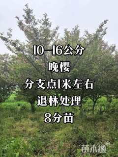 15公分樱花