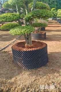 20公分造型红花继木桩