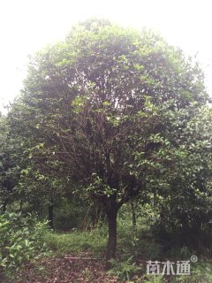 16公分桂花