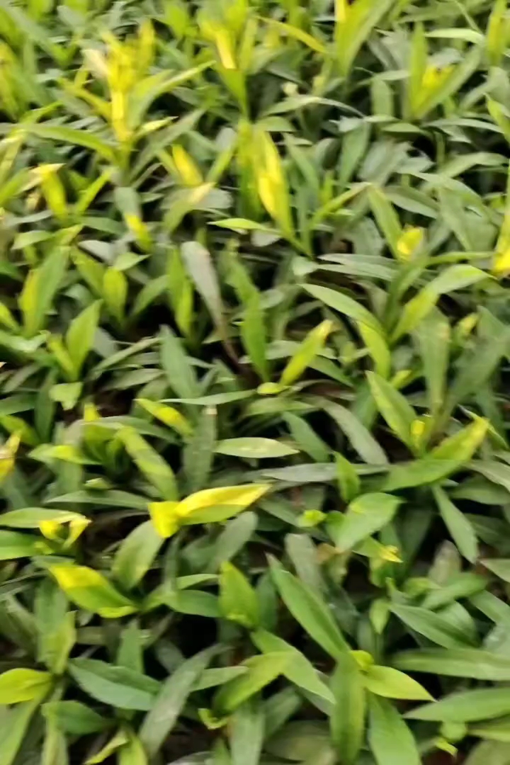 高度10厘米紫菀