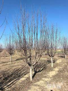 12公分北美海棠