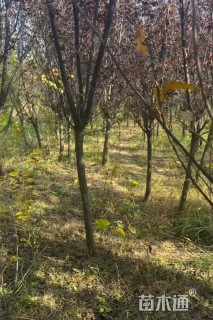 5公分紫叶李