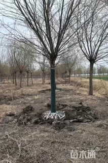 16公分垂柳