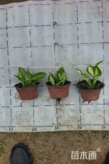 高度5厘米花叶玉簪