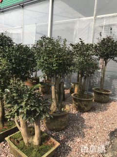 高度30厘米茶花