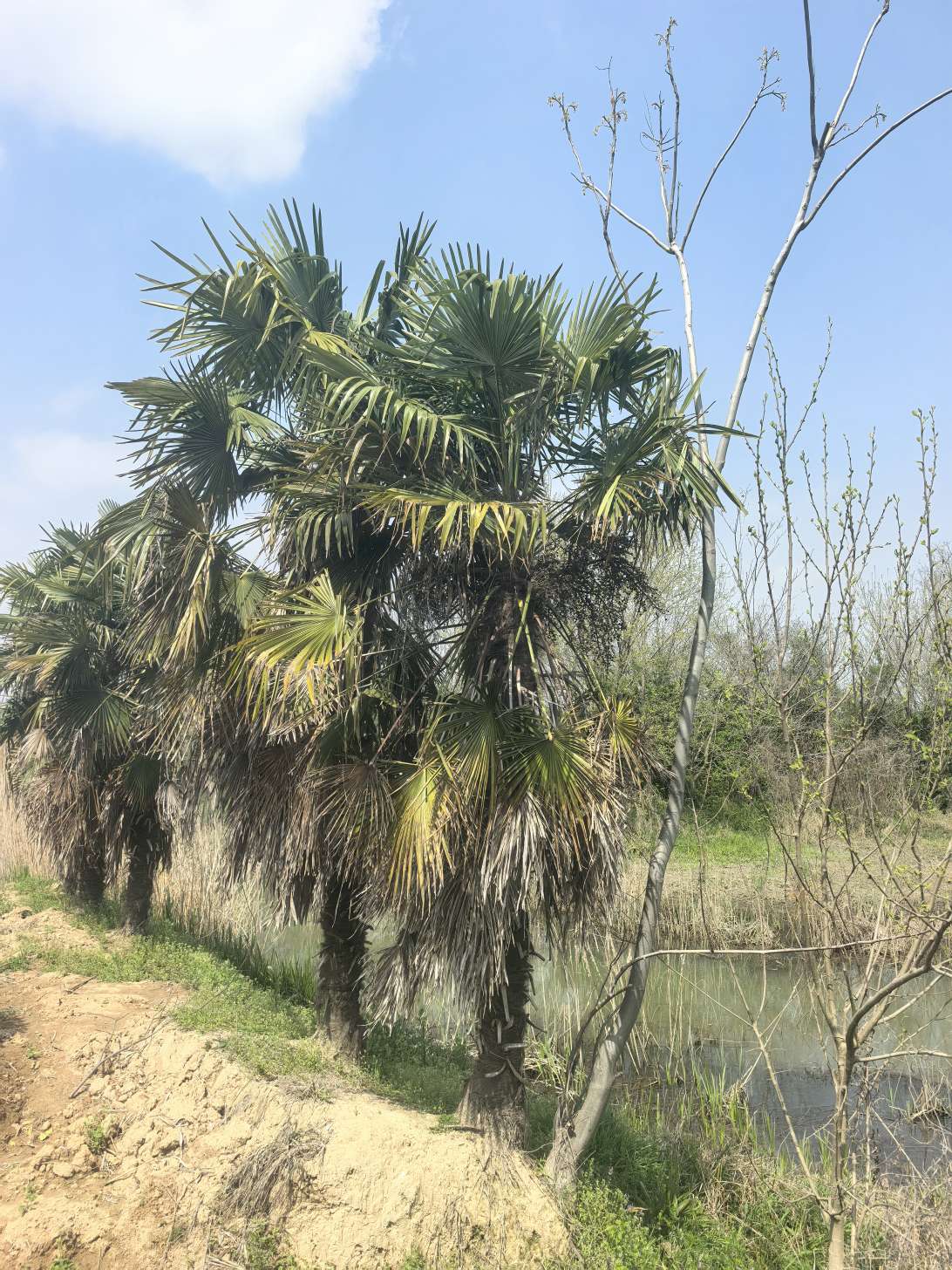 裸干高600厘米棕榈