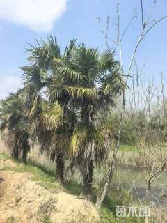 裸干高600厘米棕榈