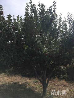 15公分海棠