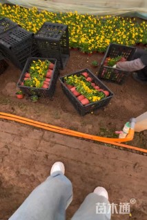 高度30厘米角堇