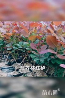 1公分红栌