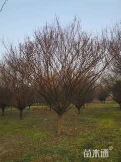 18公分骨里红梅