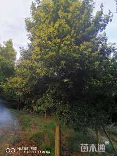 18公分金丝楠木