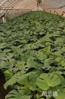 40厘米龟背竹