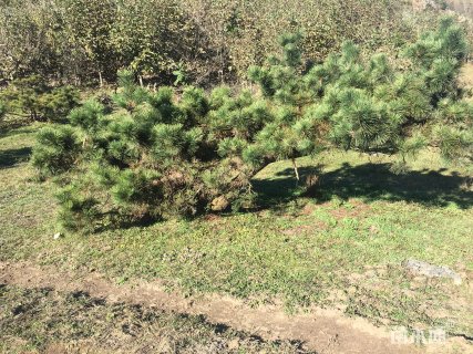 高度200厘米黑松