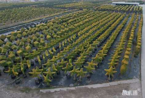 3公分造型亮晶女贞