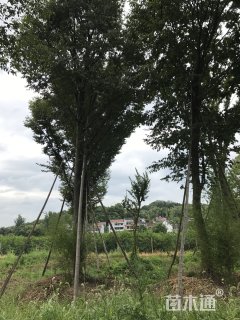 35公分榉树