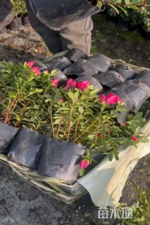 高度30厘米西洋杜鹃