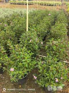 高度55厘米牡丹