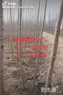 1.5公分杨树