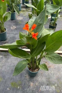 高度50厘米卡诺娃美人蕉