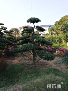 12公分造型罗汉松