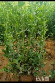 冠幅80厘米卫矛球