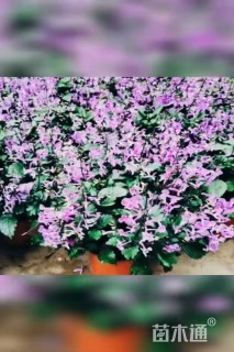 高度30厘米特丽莎香茶菜