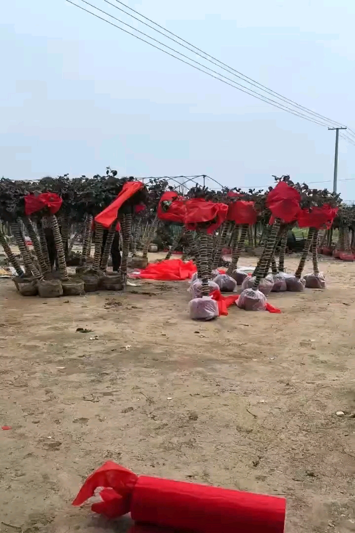 4公分独杆月季