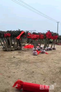 4公分独杆月季