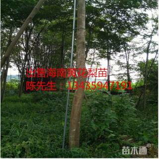 15公分海南黄花梨