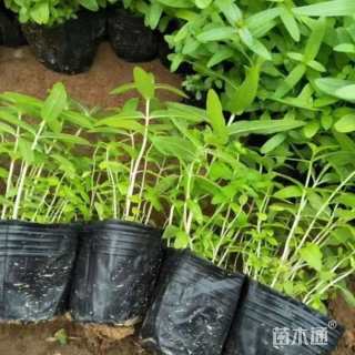 高度50厘米千屈菜