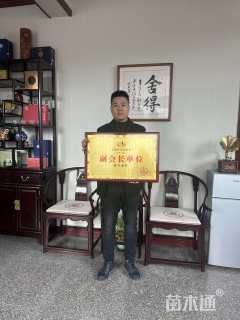 高度10厘米鸢尾