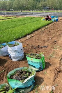 高度30厘米黄花鸢尾