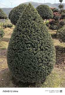 高度100厘米龟甲冬青