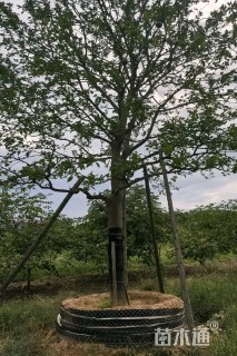 27公分(2杆)丛生香橼
