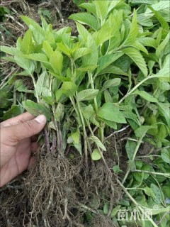高度20厘米美国薄荷