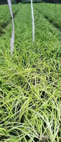 高度35厘米大叶栀子