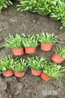 高度20厘米大花金鸡菊