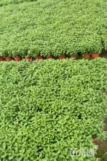 高度25厘米黄白菊