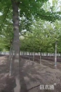 12公分金叶复叶槭