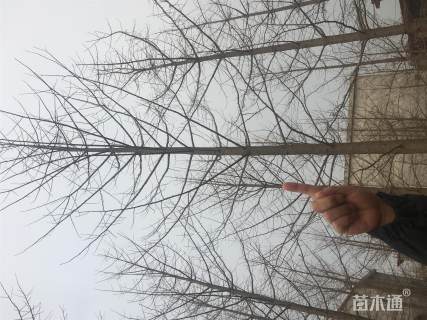 22公分银杏