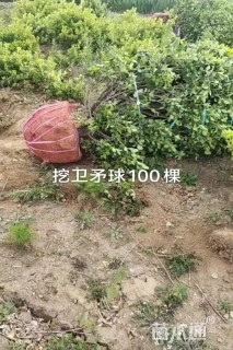 冠幅130厘米大叶黄杨球