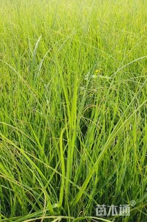 高度50厘米蒲苇