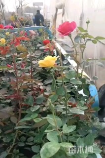 高度30厘米大花月季