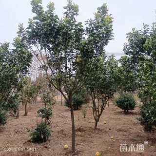8公分柚子树