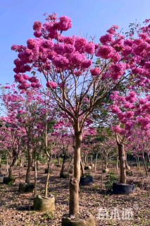 7公分紫花风铃木