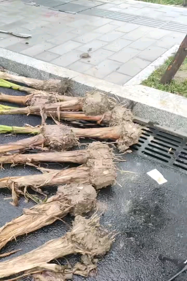 高度150厘米芭蕉