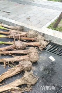 高度150厘米芭蕉