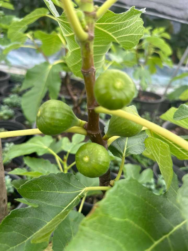 1公分无花果
